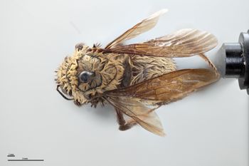 Media type: image;   Entomology 812107 Description: Specimen documentation photo of habitus dorsal viewfrom specimen MCZ:Ent:812107, captured on2024-12-16;  Aspect: habitus dorsal view